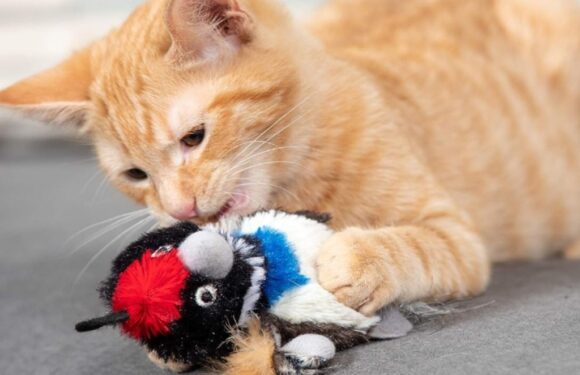Pet Owners Say Their Cats ‘Attacked’ This $8 Catnip Toy Pack ‘As Soon as It Hit the Floor'