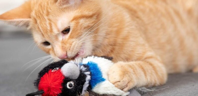 Pet Owners Say Their Cats ‘Attacked’ This $8 Catnip Toy Pack ‘As Soon as It Hit the Floor'