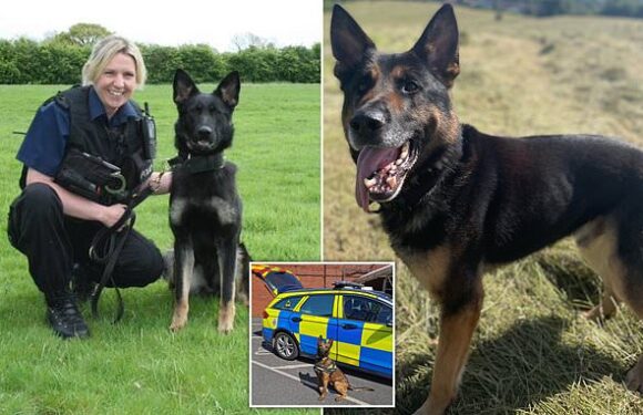Police dog shot dead after biting his handler 'had attacked before'