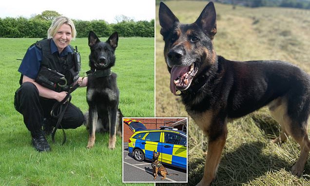 Police dog shot dead after biting his handler 'had attacked before'