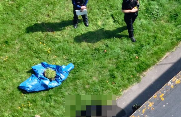 Police shoot and kill two dogs after man in his 70s was mauled