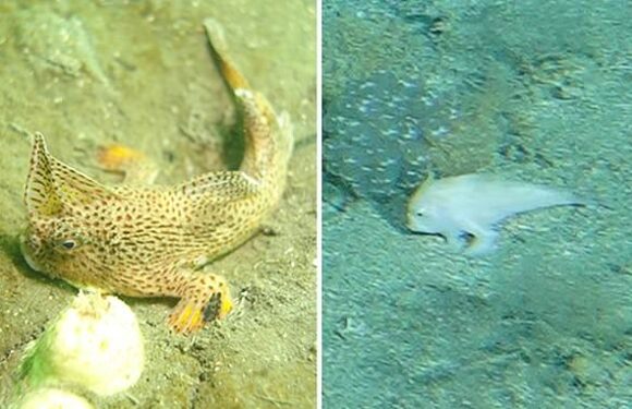 Rare fish species spotted near the waters of Tasmania after 25 years