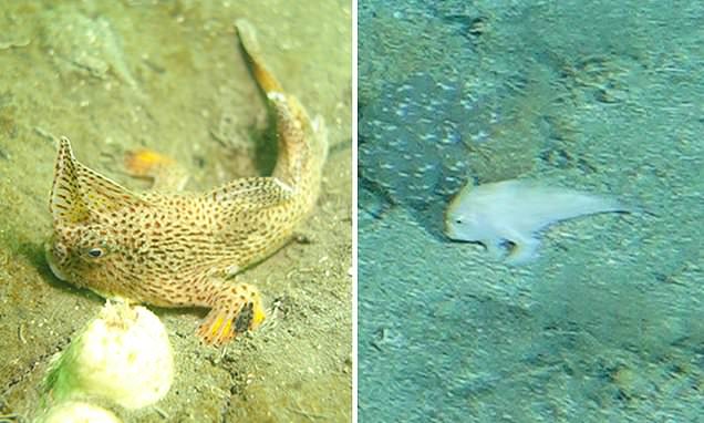 Rare fish species spotted near the waters of Tasmania after 25 years