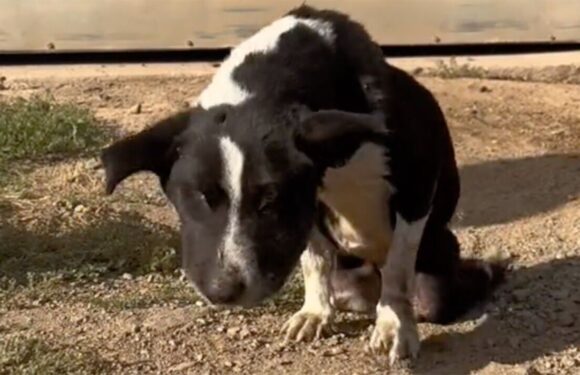 Rescue dog with injuries ‘beyond repair’ given new lease of life