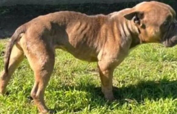 Rescuers find skeletal dog locked inside wire crate without food or water