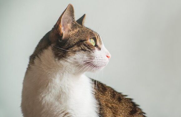 Several cats fatally poisoned on same street as police investigate