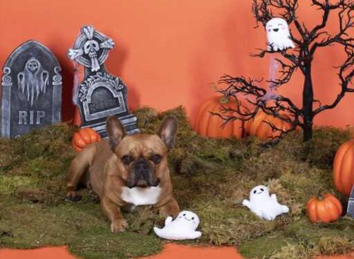 Shoppers Say Their ‘Dogs Favorite Toy’ Is This $9 Adorably Spooky Squeaker Toy Set