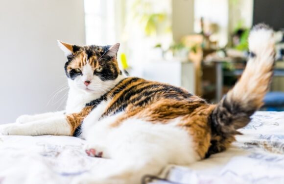 Shoppers Say This $5 Senior Cat-Approved Toy Pack Is the ‘Best Ever’ for Keeping Cats Entertained