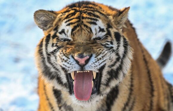 Siberian tiger waits 12 hours to kill two men in vicious revenger spree