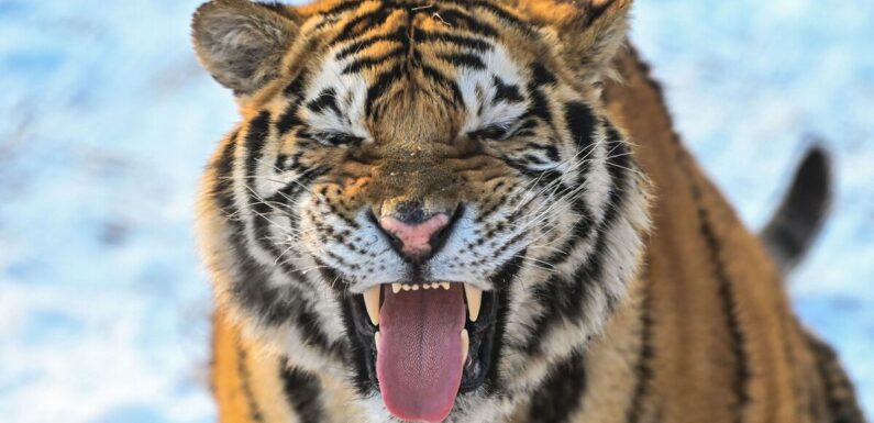 Siberian tiger waits 12 hours to kill two men in vicious revenger spree