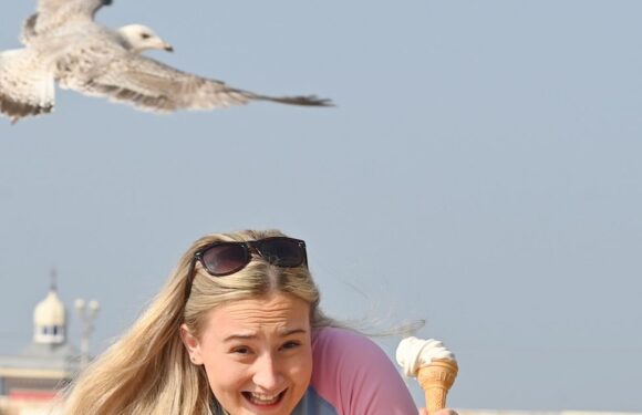 Sneaky seagulls working in pairs to nick ice cream and chips from Brits