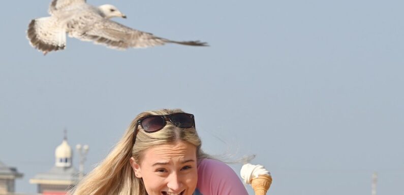 Sneaky seagulls working in pairs to nick ice cream and chips from Brits