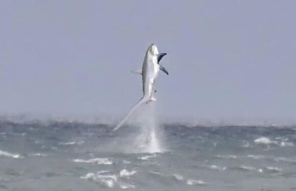 Stunning moment a shark leaped out of the sea off Welsh coast