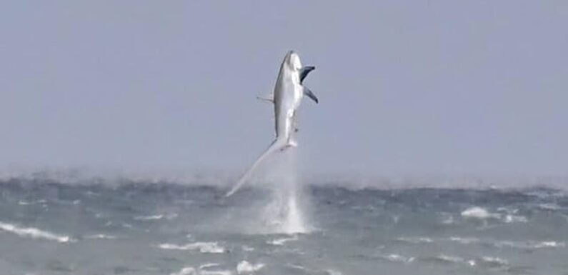 Stunning moment a shark leaped out of the sea off Welsh coast
