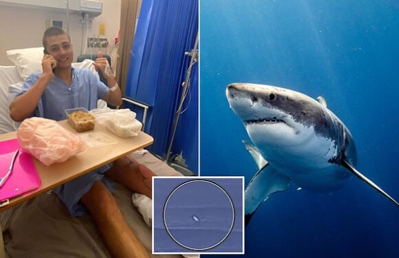 Surfer's astonishing tale of survival after great white shark