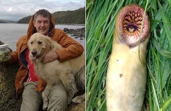 Terrifying creature is spotted in West Wales river