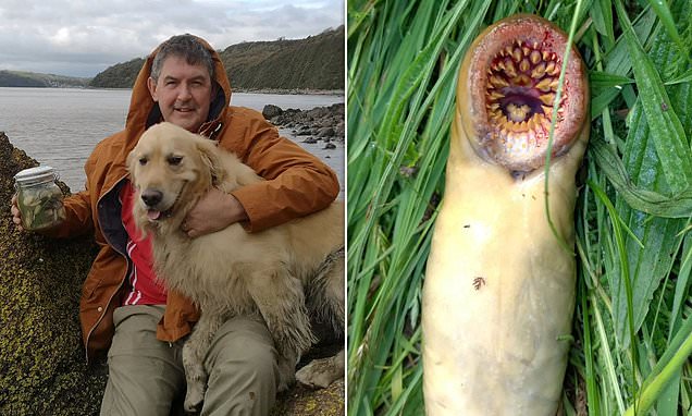 Terrifying creature is spotted in West Wales river