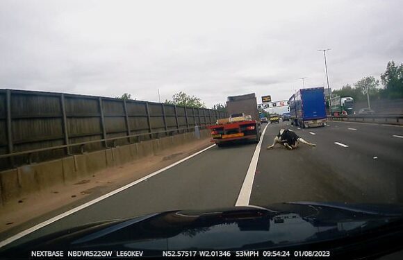 Terrifying moment a COW falls from a lorry and into traffic