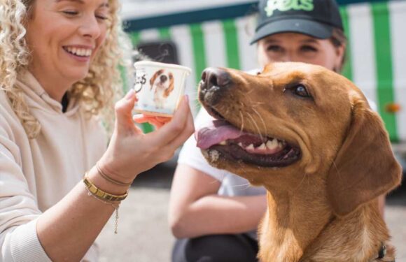 The best ways to keep your pets cool during a heatwave revealed, and the vital signs you should look out for | The Sun