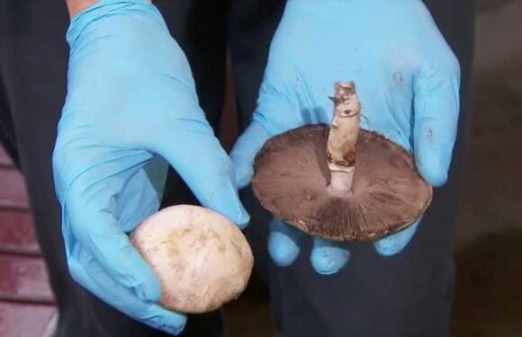Three people die and one other hospitalized after eating mushrooms for lunch at home as cops launch probe | The Sun