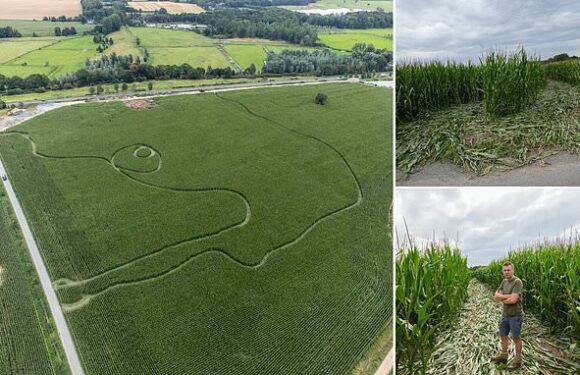 Trail of destruction left by Land Rover which veered into maize field