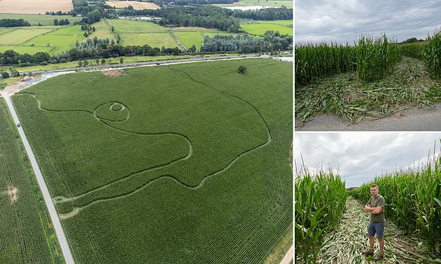 Trail of destruction left by Land Rover which veered into maize field
