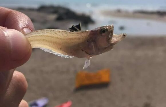 UK holiday warning over venomous creatures hiding in sand at popular beaches – how to spot dangers | The Sun
