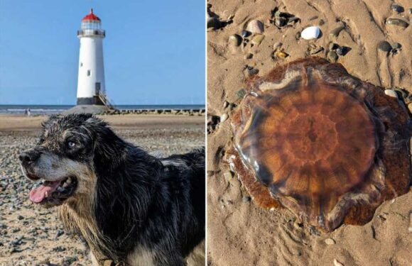Urgent warning as dog fights for life after coming into contact with deadly jellyfish | The Sun