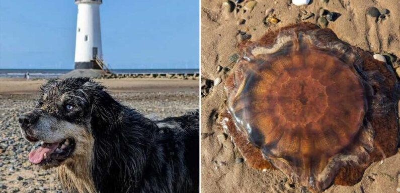Urgent warning as dog fights for life after coming into contact with deadly jellyfish | The Sun