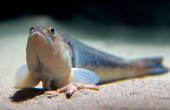 Venomous creatures hiding on UK beaches can inflict pain ‘as bad as childbirth’