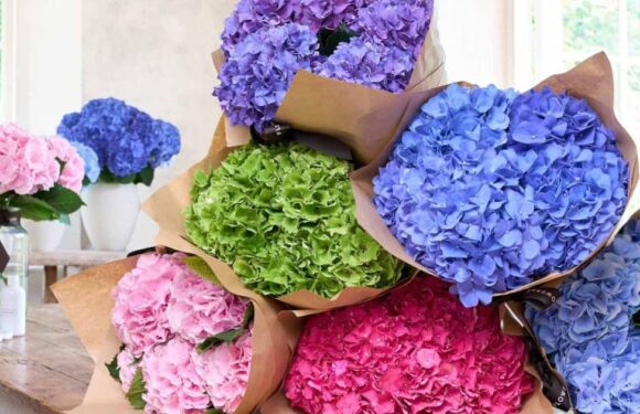 We've found the best gift for that person who has everything