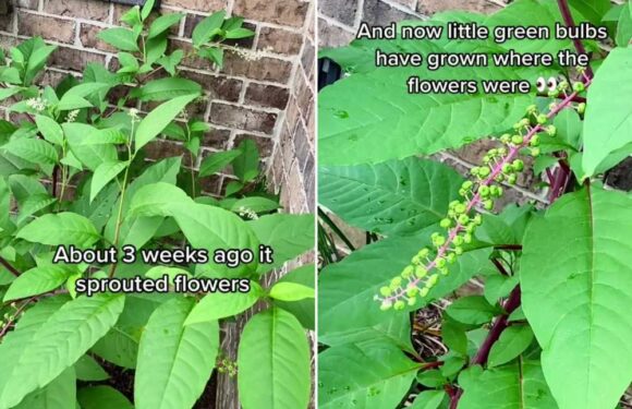 Woman left stunned after highly poisonous plant starts growing in her garden and she thinks it’s ‘cherry tomatoes’ | The Sun
