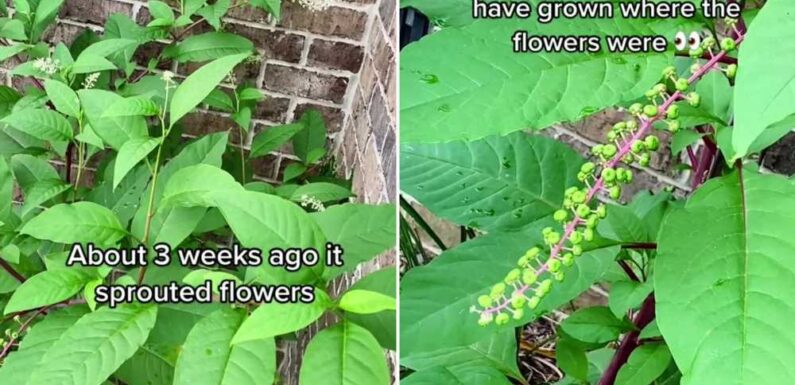Woman left stunned after highly poisonous plant starts growing in her garden and she thinks it’s ‘cherry tomatoes’ | The Sun
