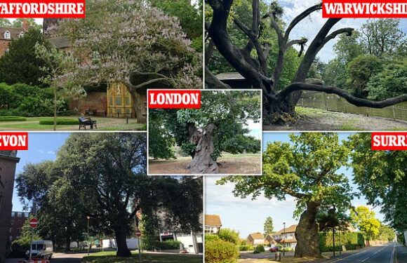 Woodland Trust reveal shortlist for Tree of the Year competition