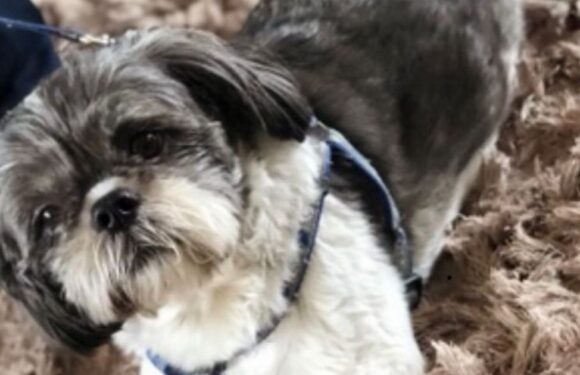 ‘XL bully attack’ injuries worst vet has ‘ever seen’ as beloved Shih Tzu killed