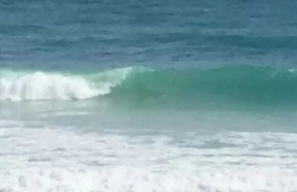 You could have 20/20 vision if you can spot the camouflaged shark heading to shore in under 10 seconds | The Sun