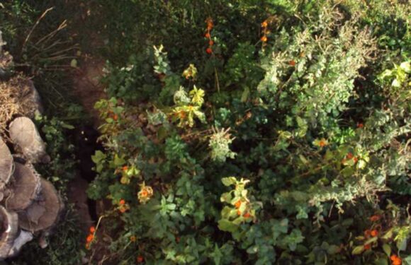 You have 20/20 vision if you can see a cat hiding in the backyard in this mind-boggling optical illusion | The Sun