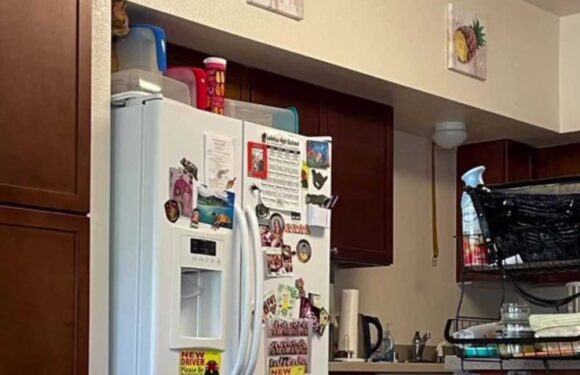 You have 20/20 vision if you can spot the cat hiding in the kitchen | The Sun