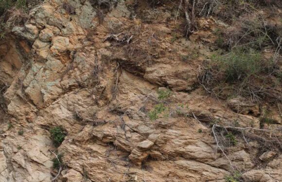 You have 20/20 vision if you can spot the deer hiding in this optical illusion in less than 30 seconds | The Sun