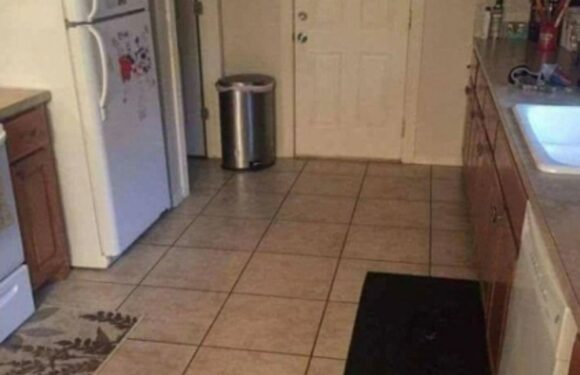 You have 20/20 vision if you can spot the dog hidden in the kitchen in less than 10 seconds | The Sun