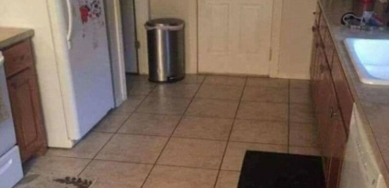 You have 20/20 vision if you can spot the dog hidden in the kitchen in less than 10 seconds | The Sun