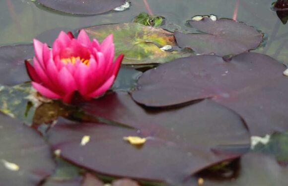 You have 20/20 vision if you can spot the frog hiding in this mind-boggling optical illusion in under 36 seconds | The Sun