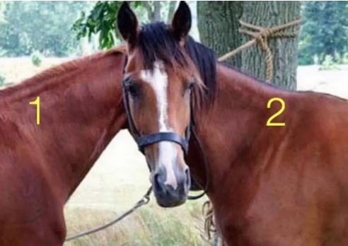You have 20/20 vision if you can work out which horse the head belongs to in this optical illusion in 10 seconds | The Sun