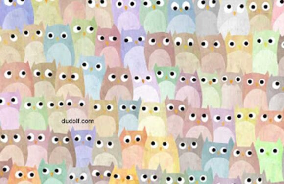 You've got 20/20 vision if you can find the cat hidden among the colorful owls | The Sun