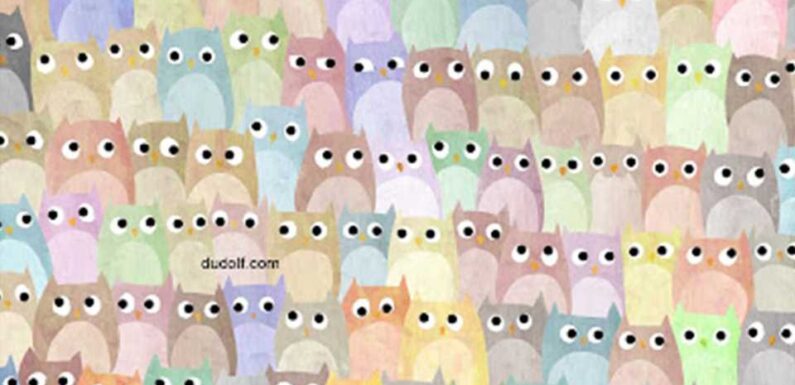 You've got 20/20 vision if you can find the cat hidden among the colorful owls | The Sun