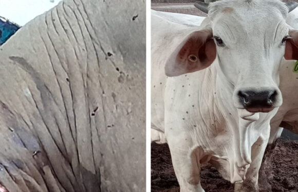 ‘It did not happen in Indonesia’: Jakarta at odds with Australia over cattle disease