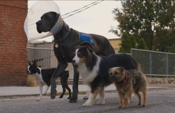‘Strays’ Director, Animal Trainer on Dealing With a Great Dane’s Zoomies and More Canine Challenges