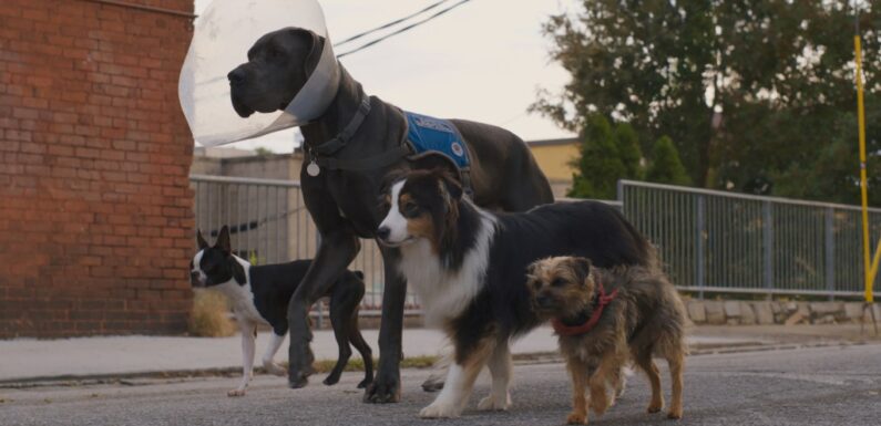 ‘Strays’ Director, Animal Trainer on Dealing With a Great Dane’s Zoomies and More Canine Challenges