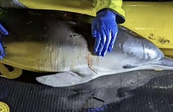 Baby dolphin dies after getting trapped 40 miles from open sea in UK