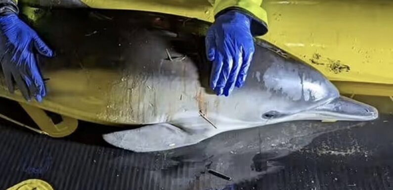 Baby dolphin dies after getting trapped 40 miles from open sea in UK